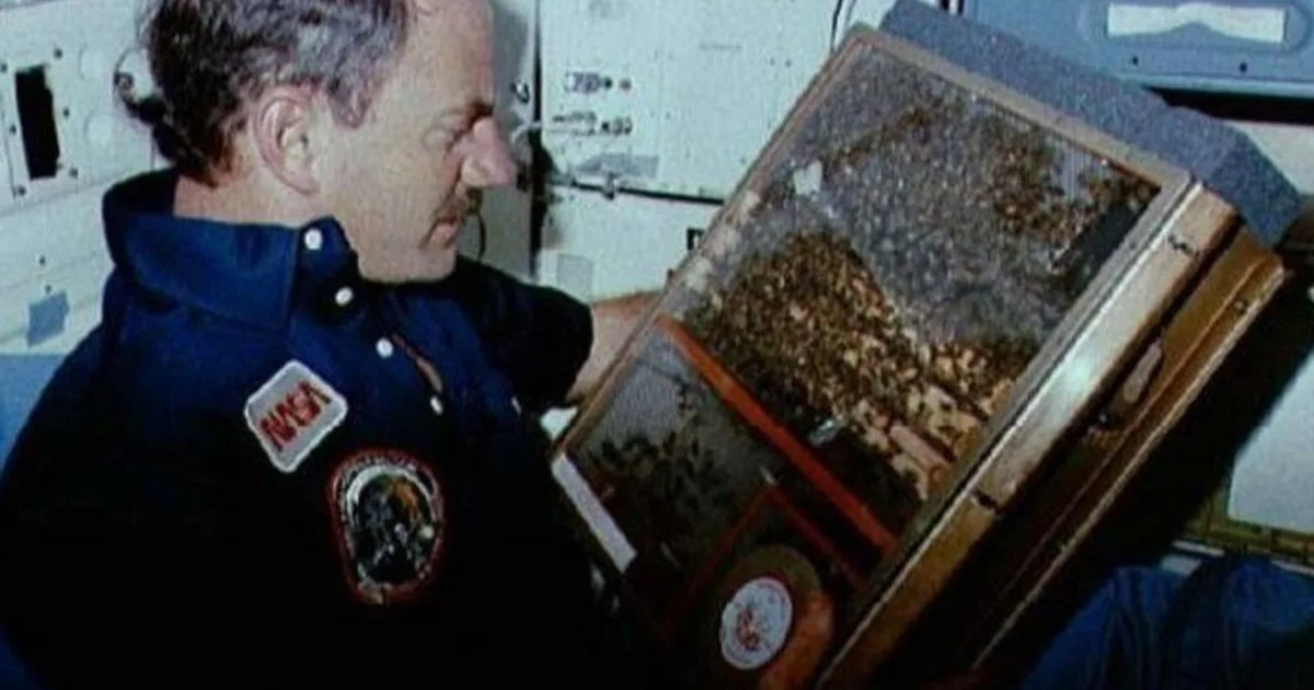 En 1984, la NASA envió 3000 abejas al espacio a bordo del transbordador Challenger para un experimento estudiantil único: estas abejas lograron construir panales y poner huevos en gravedad cero