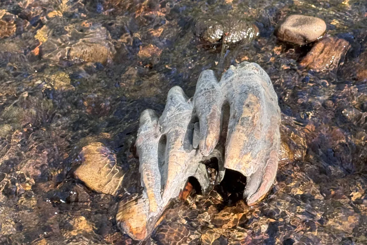 Dente de mastodonte da Era do Gelo é achado, sem querer, por cientista que estudava sapos