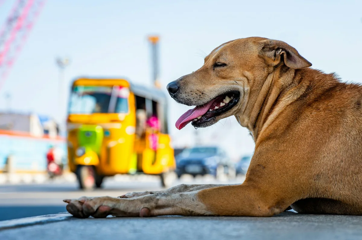 What can free-living Indian street dogs teach us about how to care for pet dogs?