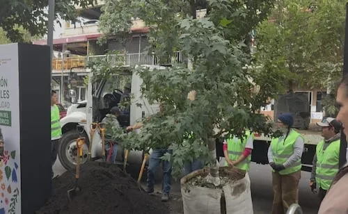 Concluyen reforestación del Centro Histórico; colocan mil árboles nativos