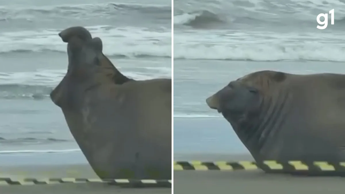 Bateu o sono? Aos bocejos, elefante-marinho descansa e chama a atenção em beira de praia no RS; VÍDEO