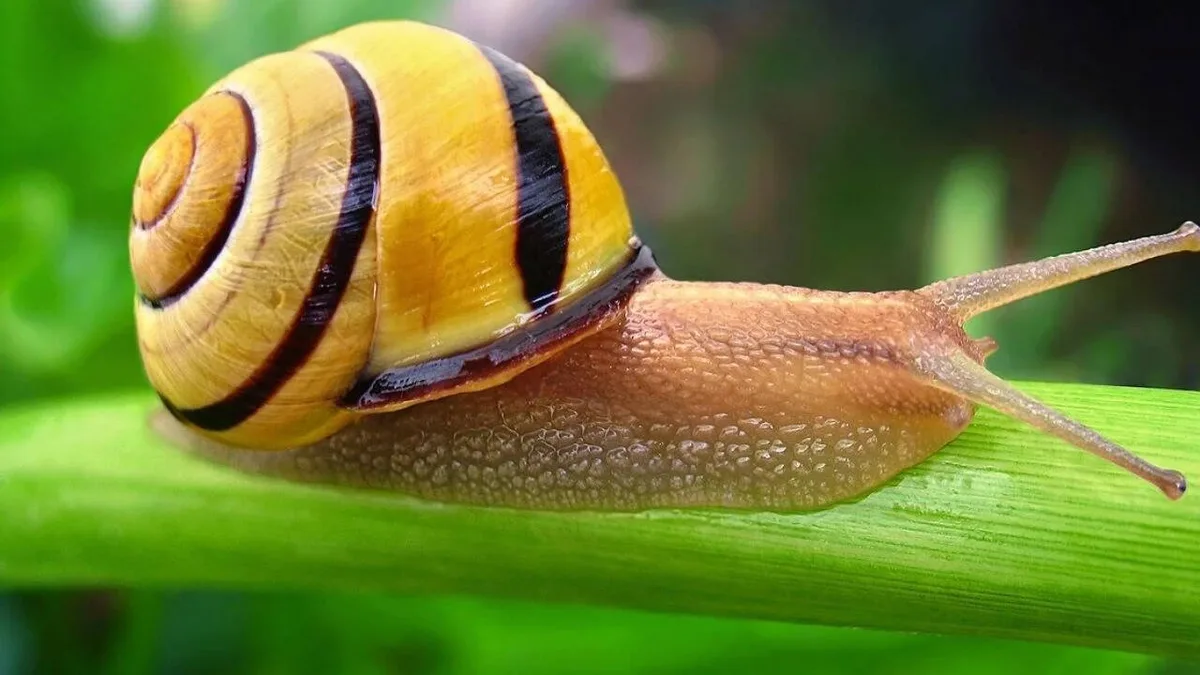 Snails use calcium and collagen VI to make five types of mucus materials