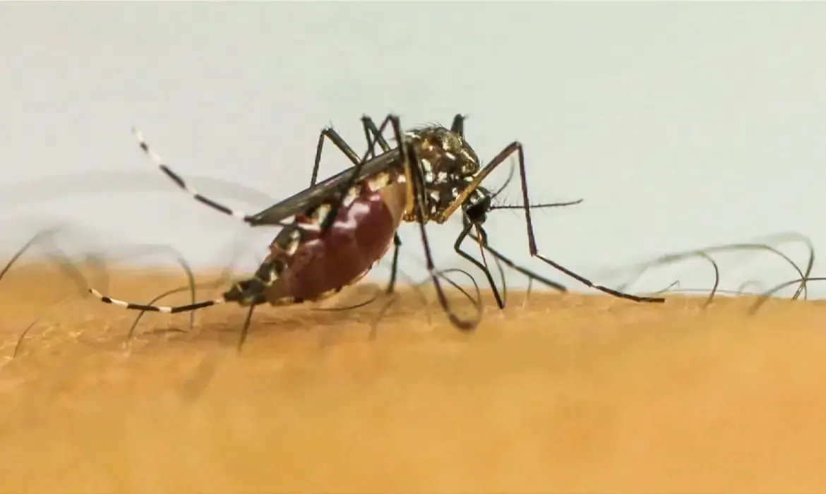 Cruzeiro do Sul tem queda de 84% nos casos de dengue