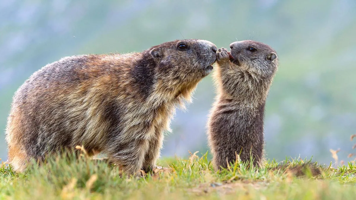 Tierfotografie: Diese tierischen Schnappschüsse steigern die Laune