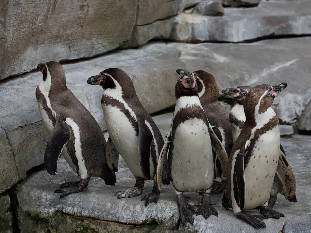 Crearon un traje de cobre para pingüinos y encontraron una forma de evitar que sus heridas vuelvan a abrirse