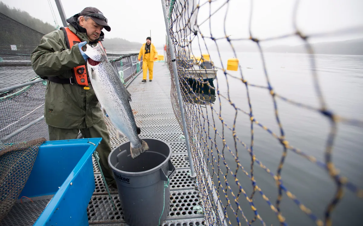 First Nations, conservationists fear Ottawa may backtrack on pledge to phase out B.C. salmon farms