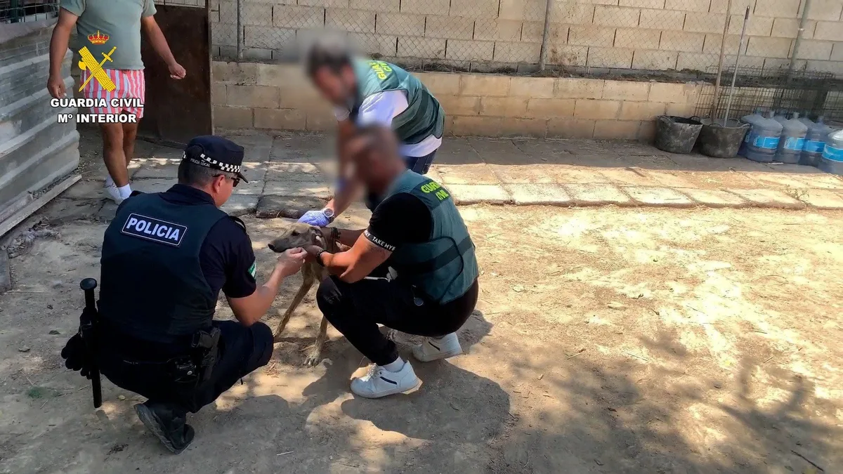 Detenidas cuatro personas acusadas de robar ocho galgos de competición y maltratar a dos de ellos