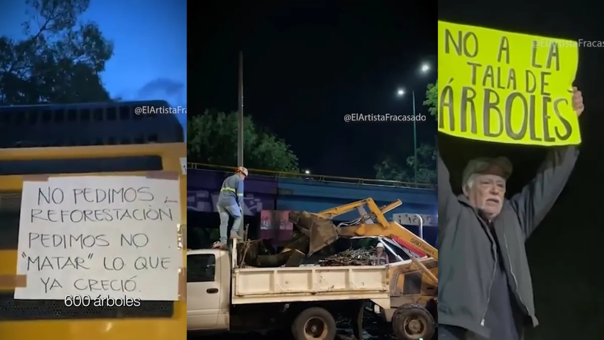 Luchan para defender 613 árboles en Morelia: Gobierno inicia tala para construir sistema de transporte entre protestas de vecinos