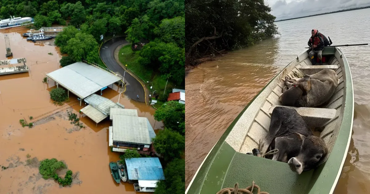 El fuerte impacto de El Niño en el Litoral: evacuaciones, rutas cortadas y el drama ganadero