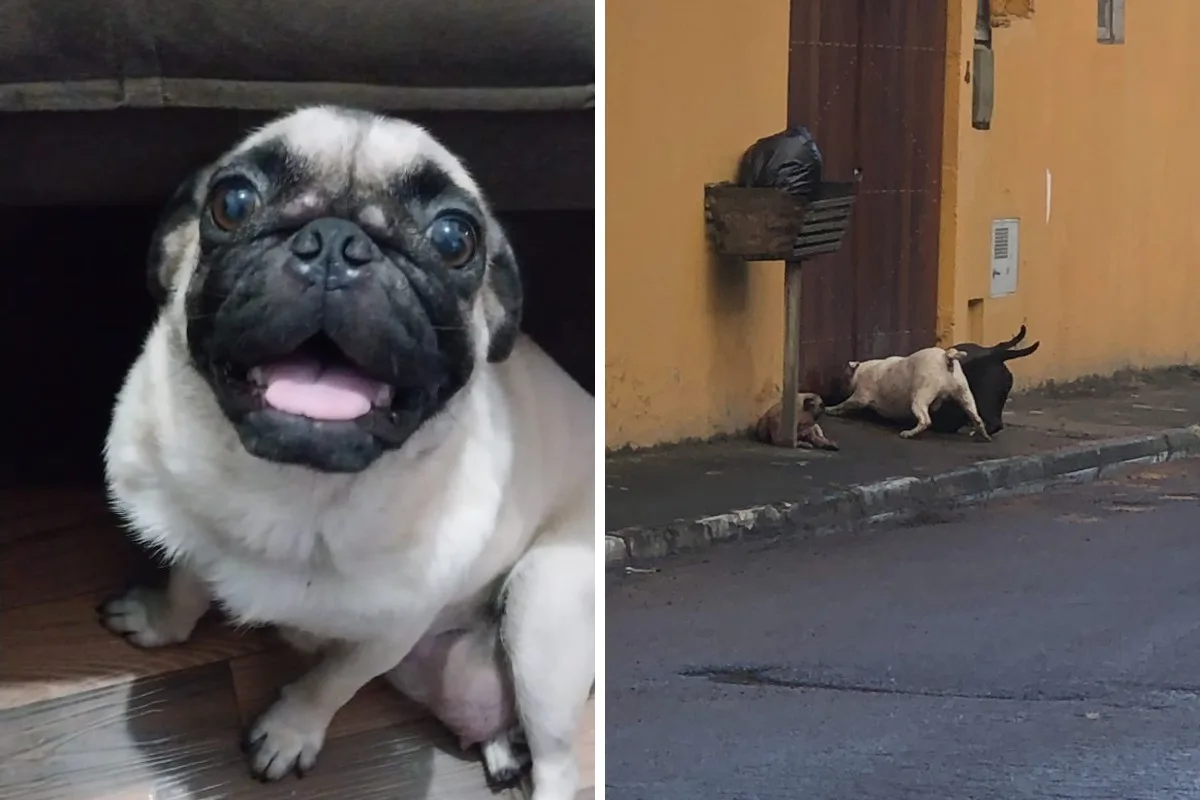 Tutor de cadela pug que morreu após ataque de cães de grande porte cobra justiça: 'Sentimento de revolta'