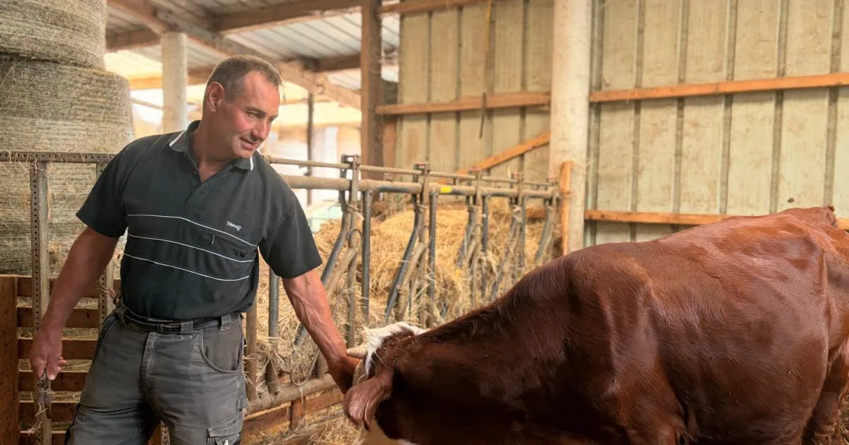 Rhône. Après l’été caniculaire, cet agriculteur doit choisir entre garder ses récoltes pour nourrir ses bêtes ou les vendre pour se payer