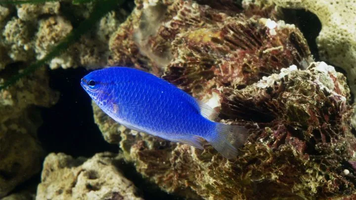 L'urbanisation des côtes affecte la génétique des poissons