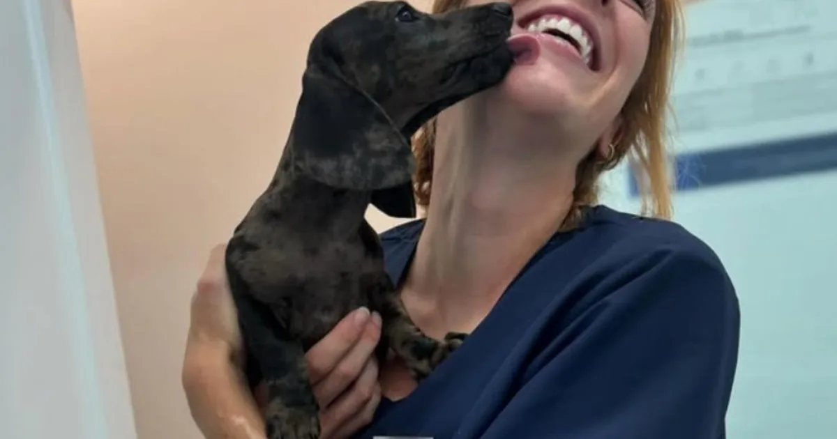 Claudia Reyes, experta en animales: “Hay 3 mitos sobre mascotas que no son verdad. El tener una camada no aporta ningún beneficio para la salud”
