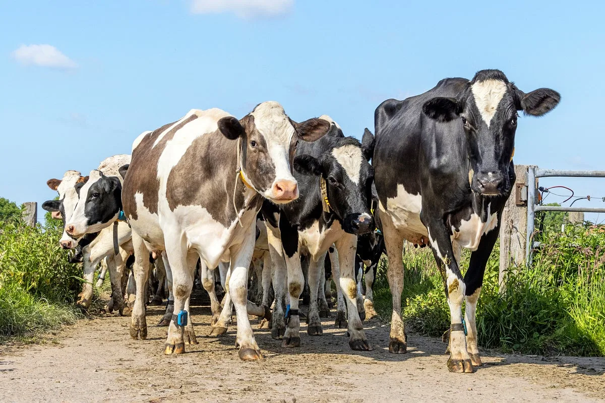 Mad cow disease discovered on UK farm, government announces
