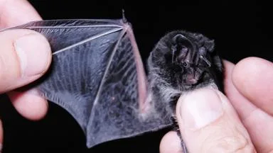 So schützen Sie die Fledermaus im Garten und am Haus