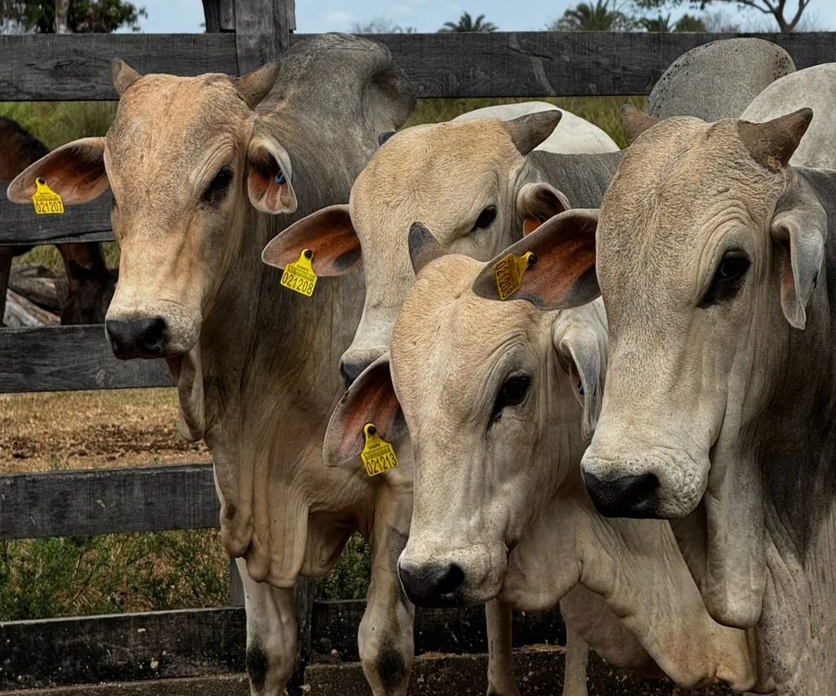 Rastreabilidade do gado: pecuarista deve se preparar para nova exigência; veja qual é