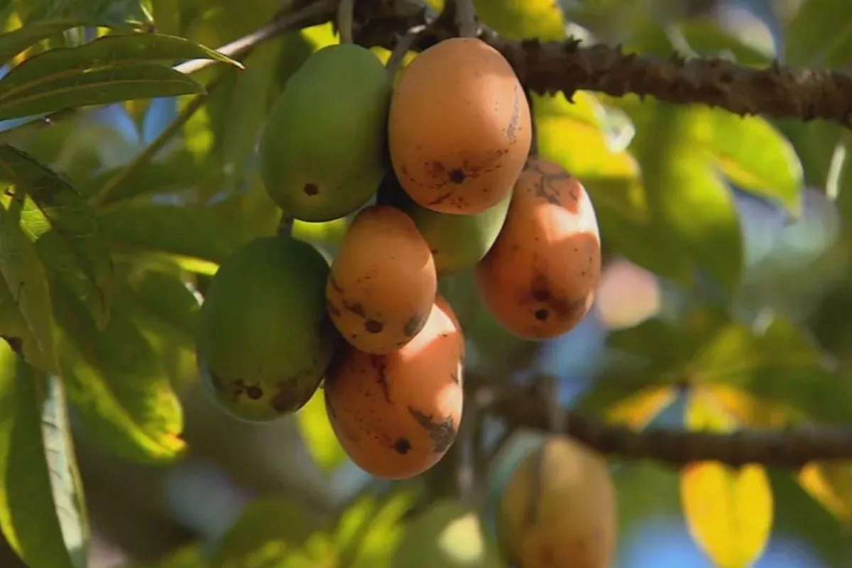 A fruta 'prima' do mamão que se come do caule à raiz e vira sobremesa e até prato salgado
