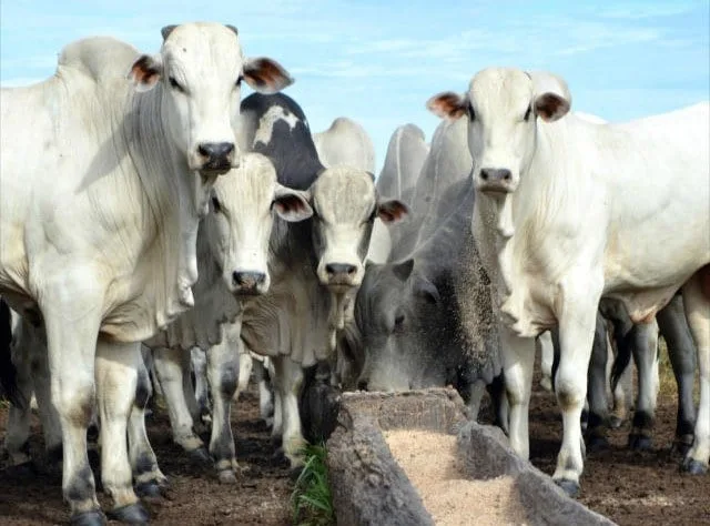 Qual a melhor raça bovina para produção de carne no Brasil? Especialista responde