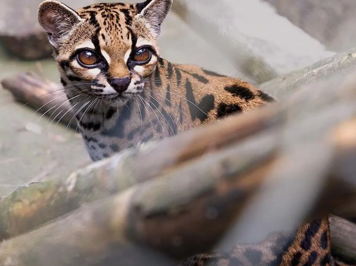 Leopardus tilcayo : le nouveau félin sauvage découvert en Bolivie
