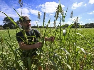« La graine peut rester quinze jours en terre sans une goutte » : agriculteur, il nourrit ses bovins avec du sorgho