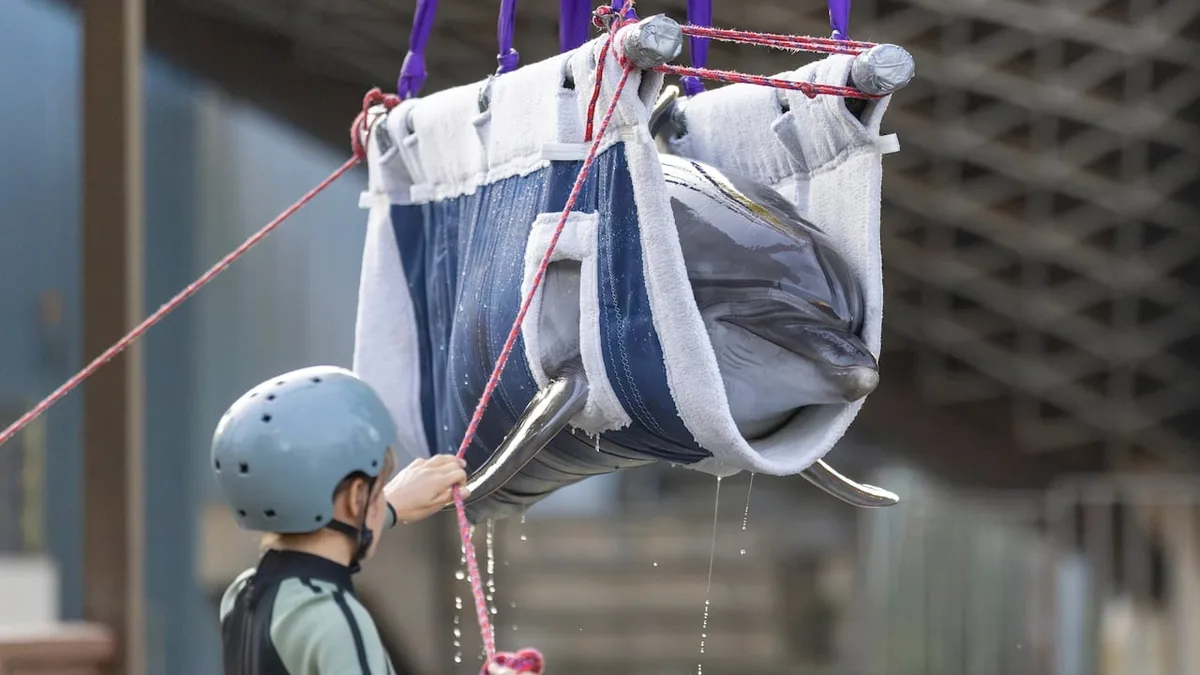 Marineland dolphin dies at Spain aquarium, 5th death after rescue transfer