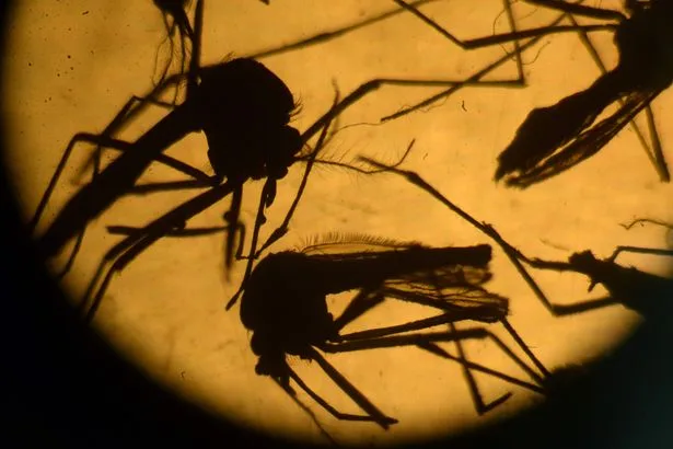 Zika virus Q&A - everything we know about deadly infection after mosquito breeds in UK for first time