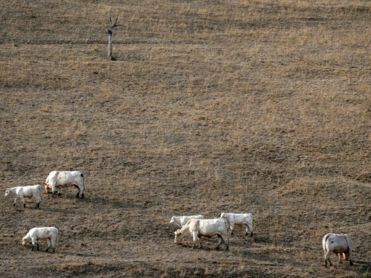 Canicules en Europe : cinq signes d'un été en surchauffe