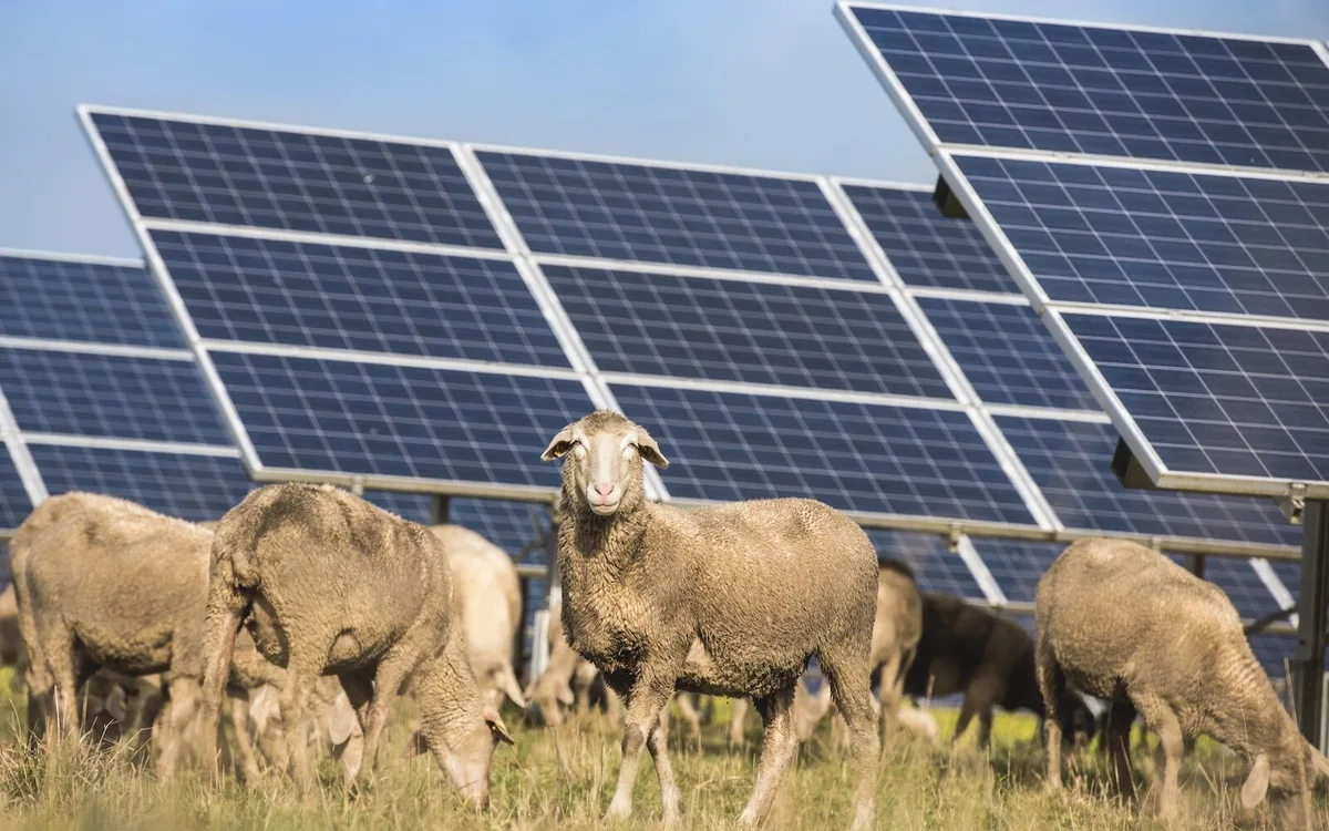 As cabras roem cabos. As vacas não cabem. Os parques solares escolheram ovelhas