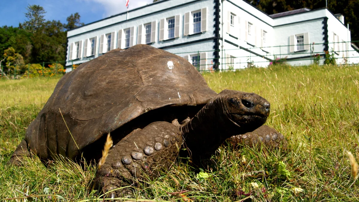 Por qué el ADN de una tortuga centenaria podría dar pistas sobre el envejecimiento humano