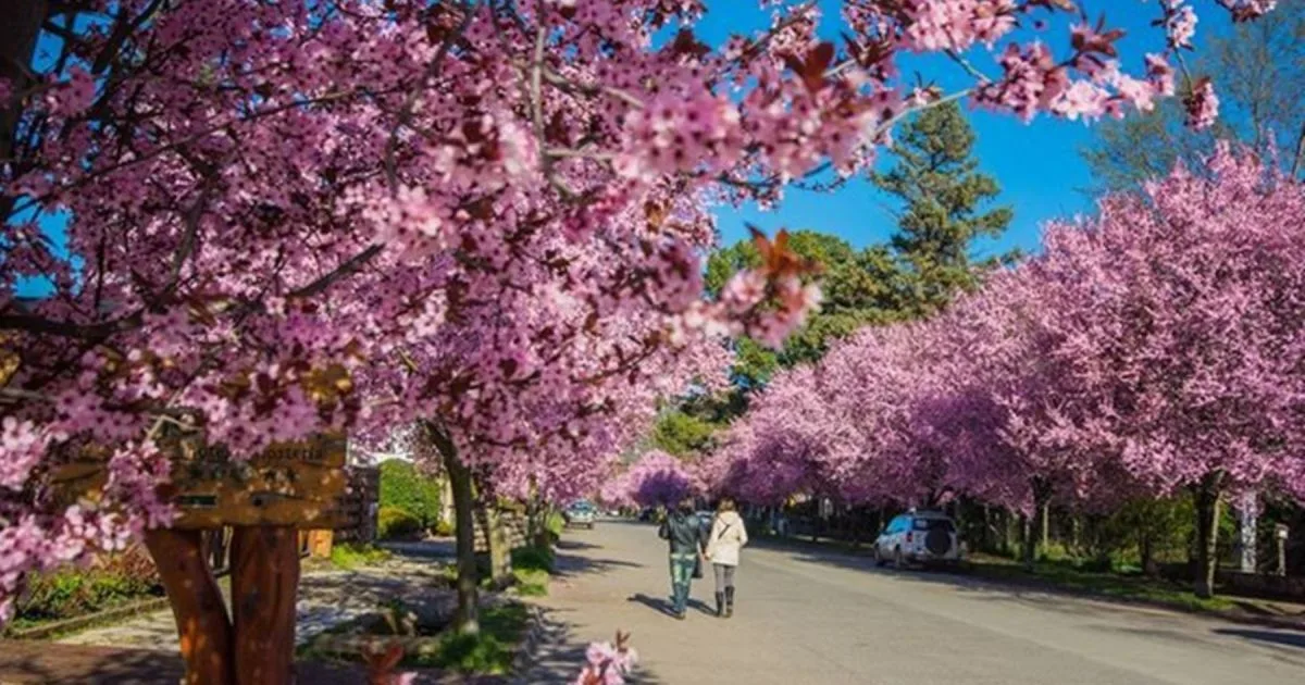 Qué hacer en Neuquén en primavera: los mejores planes para disfrutar la naturaleza
