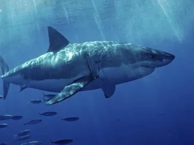 WATCH: Aggressive great white shark seen off Southern California coast