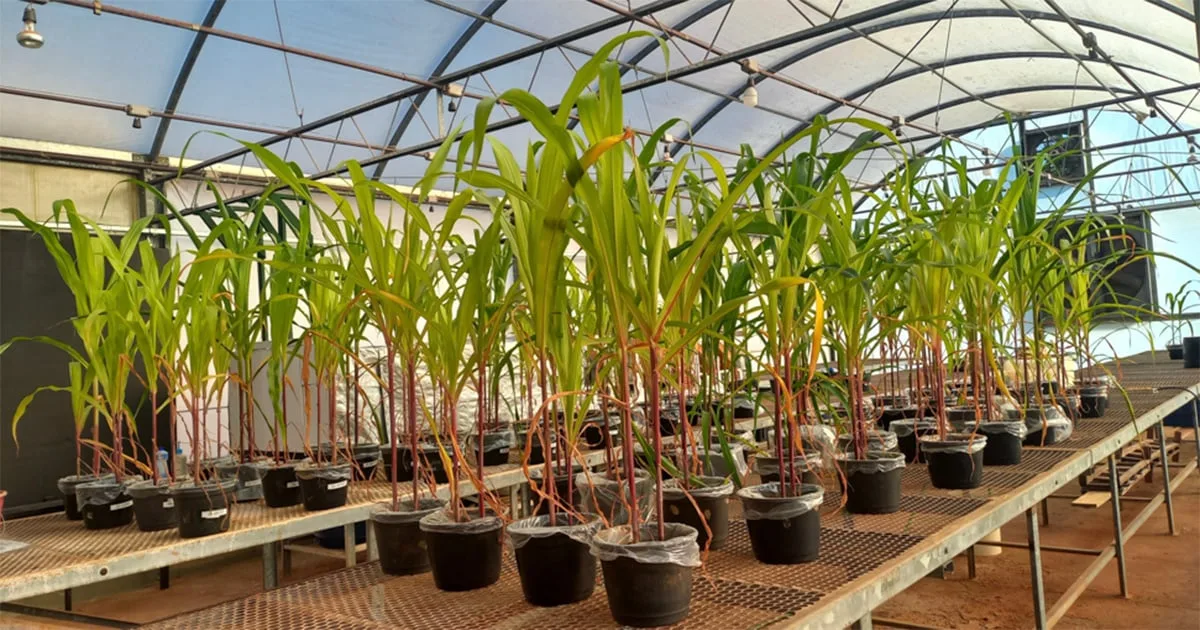 Fertilizante mineral com aditivo biológico melhora altura, enxofre e fósforo de cultivos