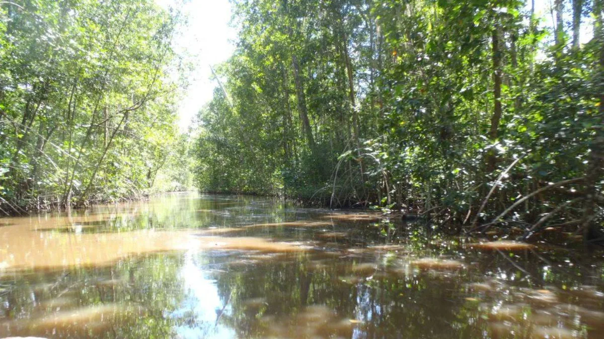 Guyana planted 500,000+ mangroves; restored forests support fish like natural ones