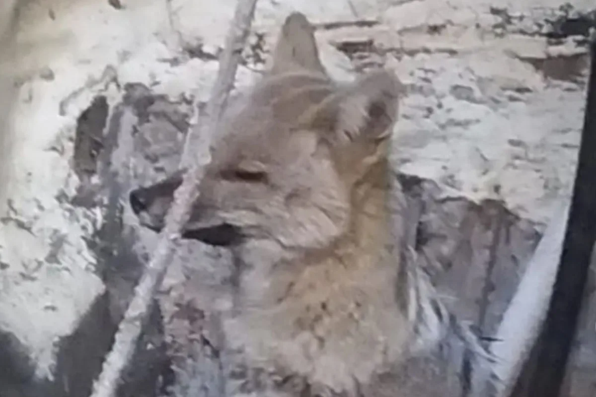 Encontraron un zorro en un patio en Pinamar y debieron llamar a rescatistas para liberarlo en el bosque