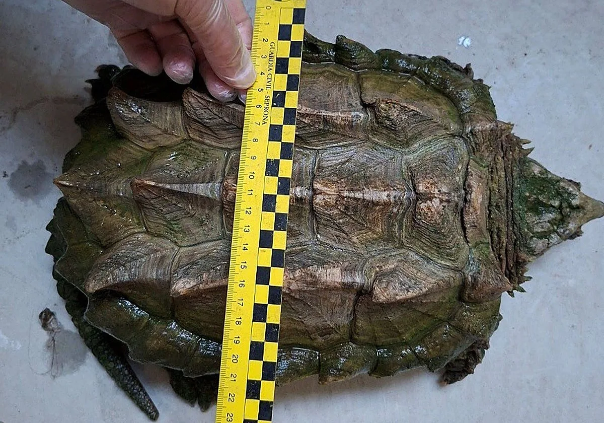 Investigada una persona por poseer de forma ilegal una tortuga caimán en Almansa