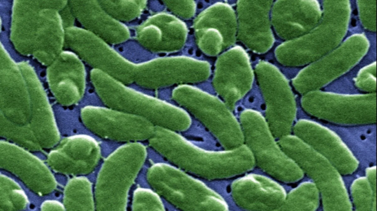 Casos de bactéria ‘comedora de carne’ aumentam com aquecimento dos oceanos