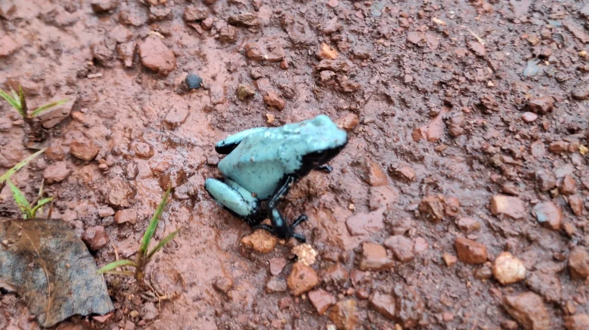 Raro sapo azul da Amazônia vira objeto de desejo está na rota do tráfico internacional