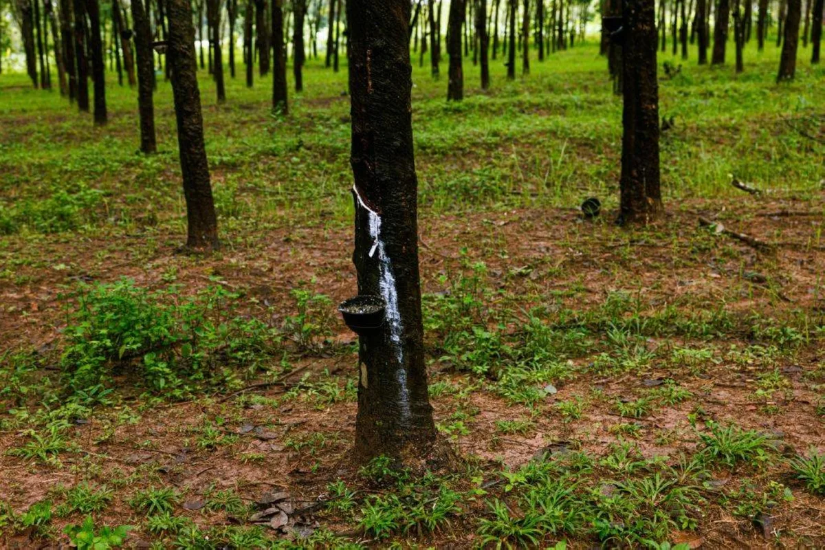 Japan strategizes to support forestry industry revitalization