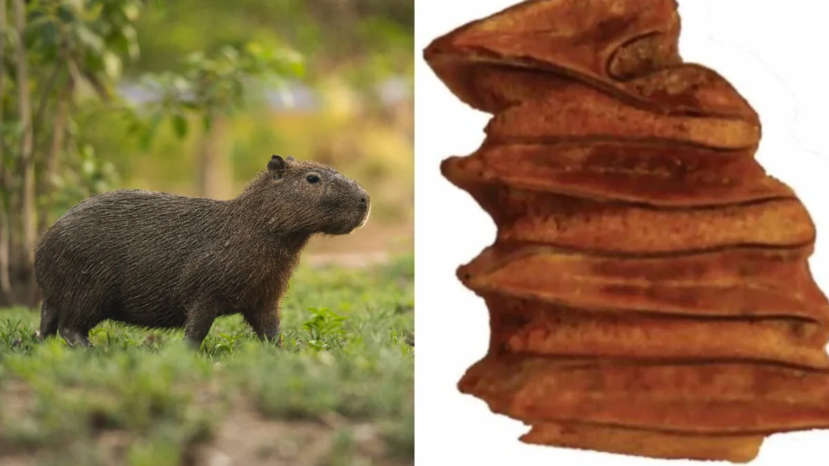 9-million-year-old capybara tooth reveals wetter past of Atacama Desert