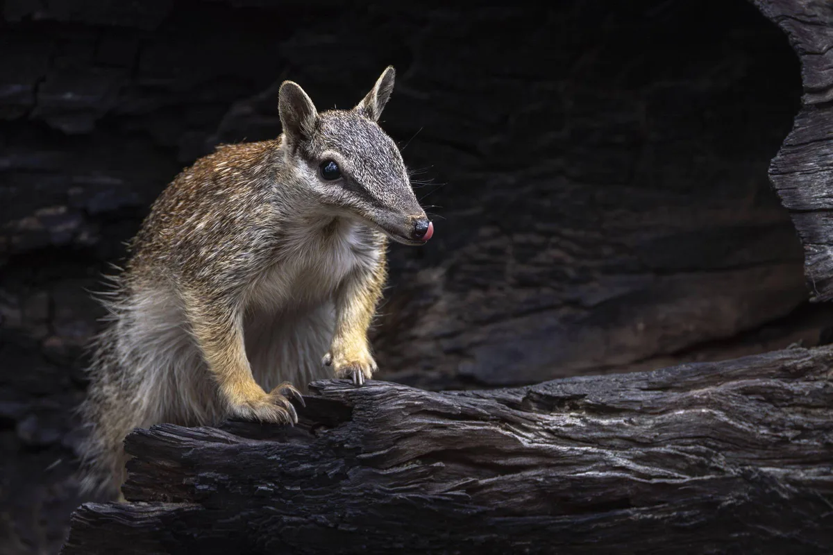 Como a Austrália, conhecida por sua fauna exuberante, tornou-se o epicentro das extinções no planeta