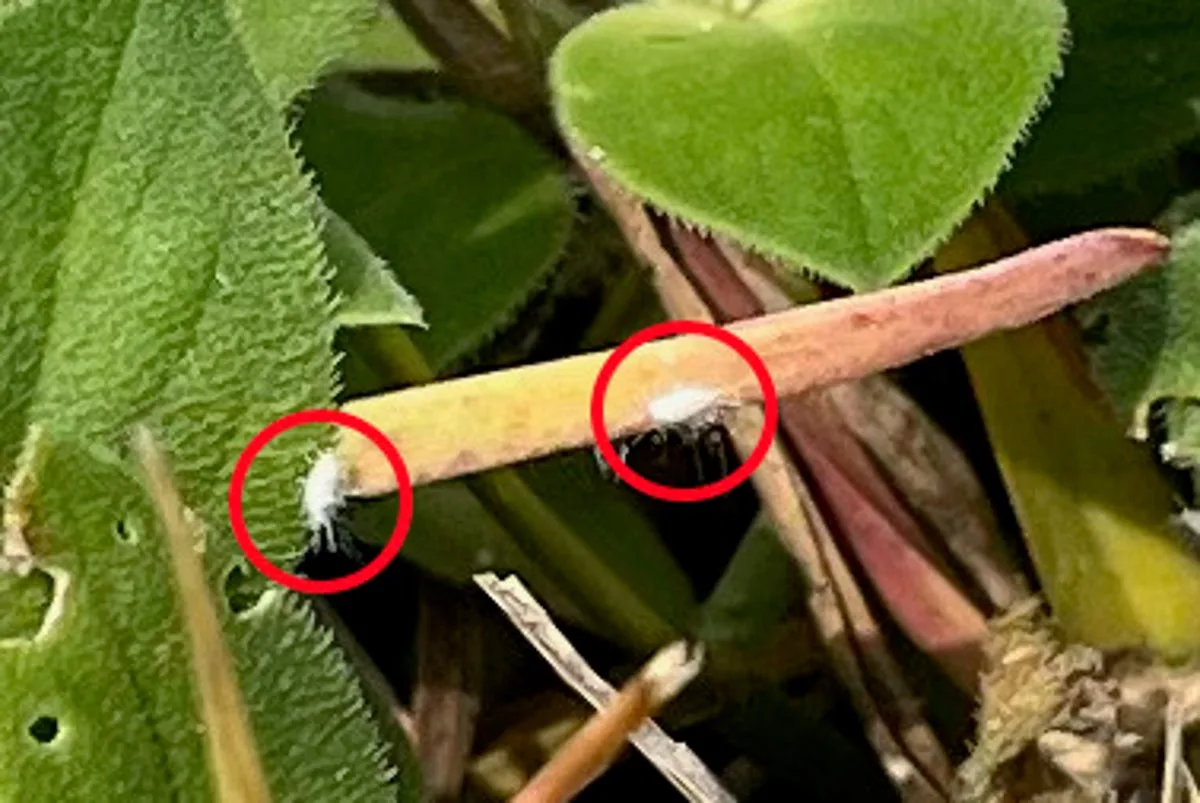 Tiny invasive ‘serious threat’ bug spotted in Southern US states