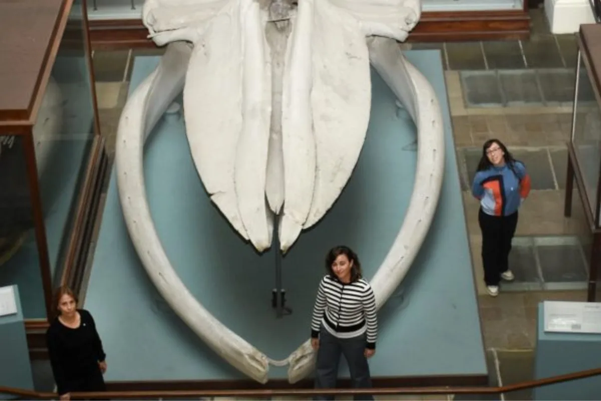 Investigadores del Conicet: el hallazgo argentino que revela el verdadero secreto del éxito evolutivo de las ballenas