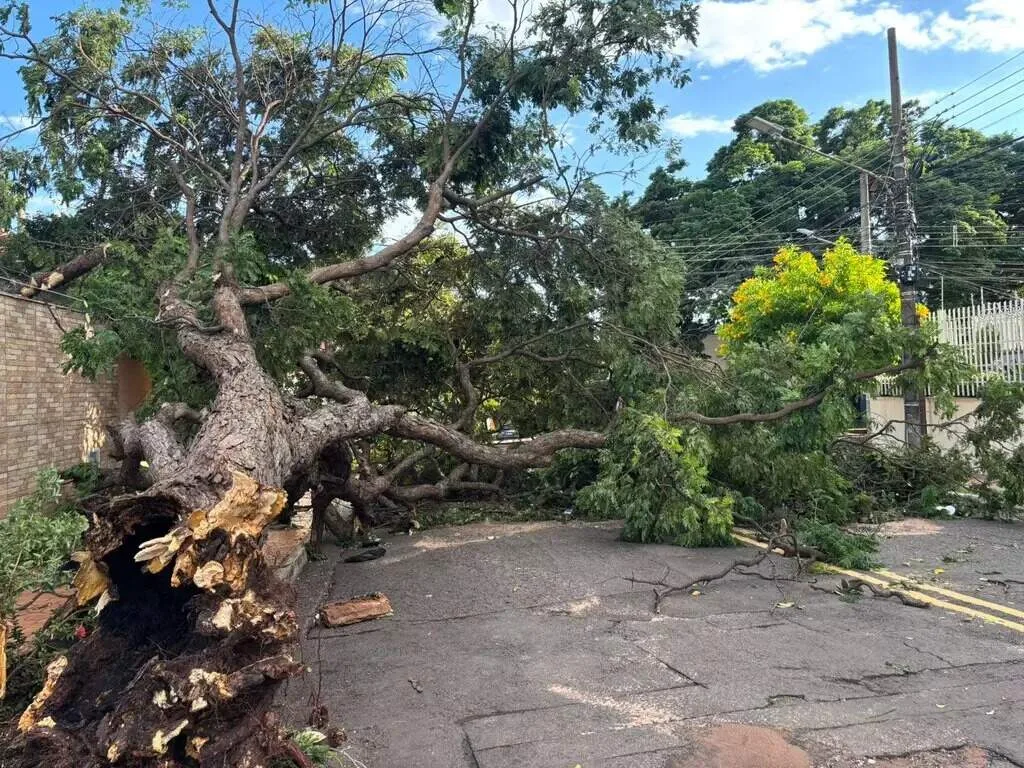 Prefeitura destinará R$ 20,3 milhões para podas e remoção de árvores