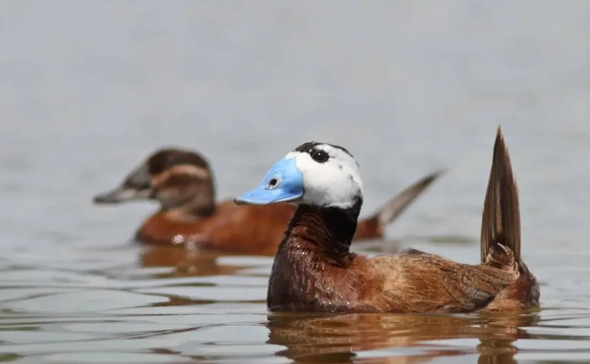 Essa ave ganhou o nome pela cabeça, mas é outra cor que impressiona; veja fotos