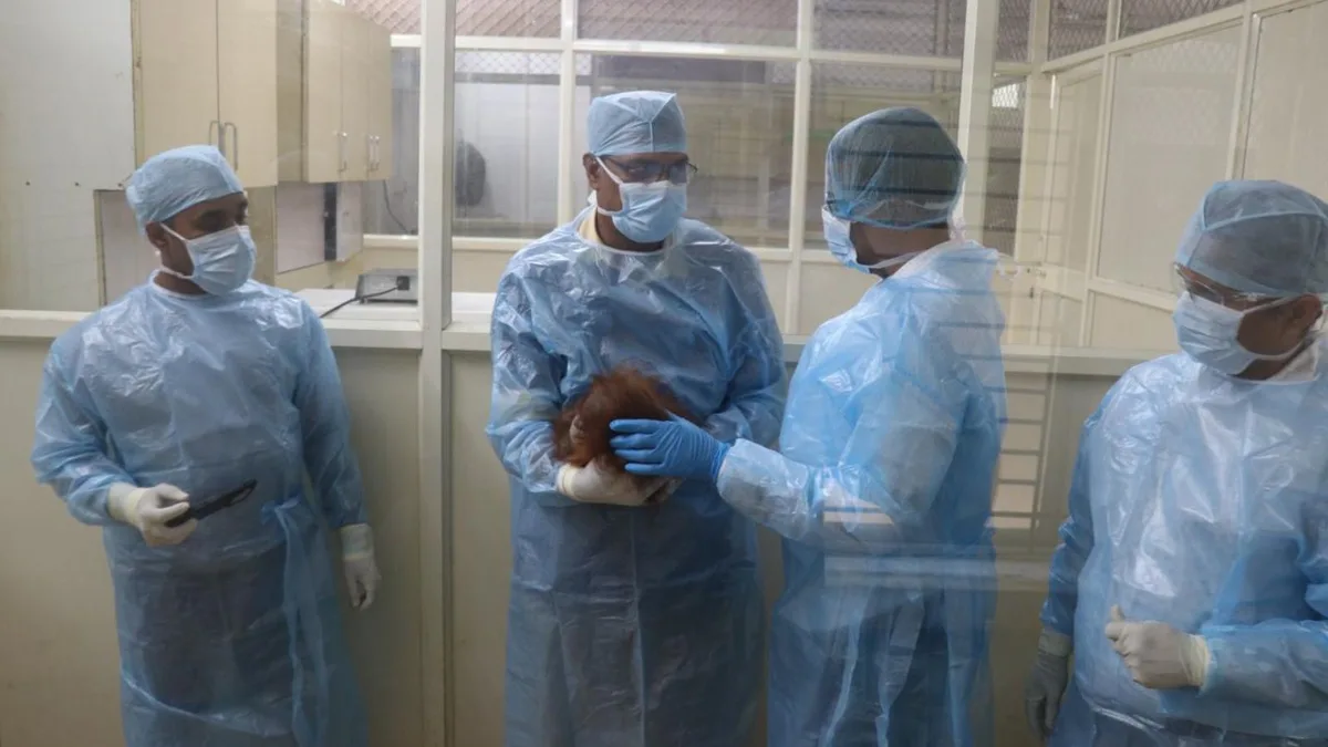 Severe anaemia in one baby orangutan, mild in two as rescued apes undergo tests