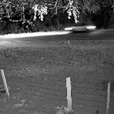 Ataques de onças a cães e gatos ganham protocolo de resposta em MS