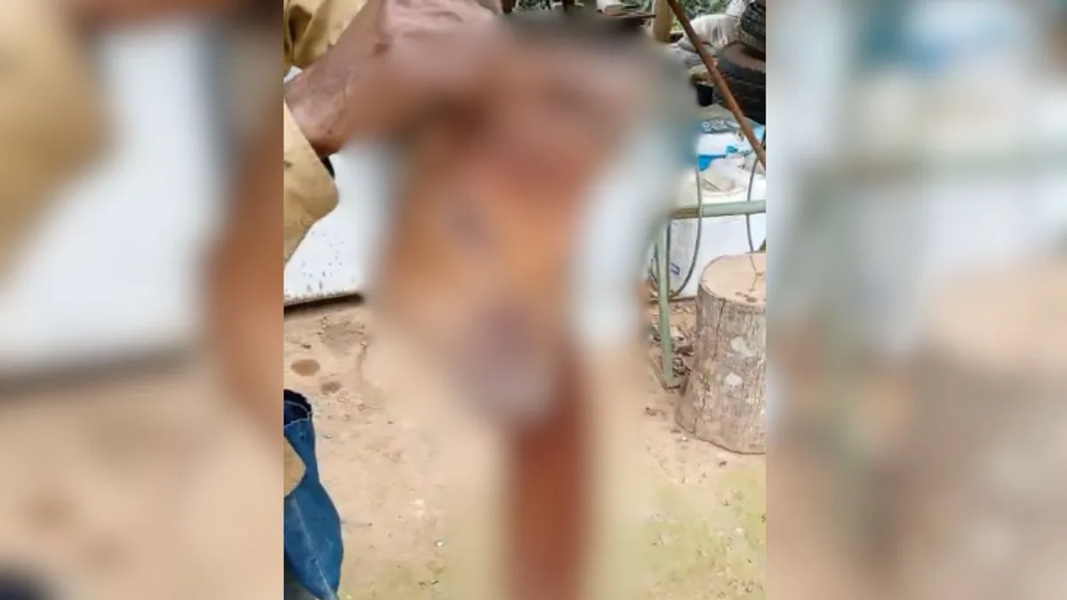 Porco é devorado e fazendeiro suspeita de ataque de onça em Santa Teresa