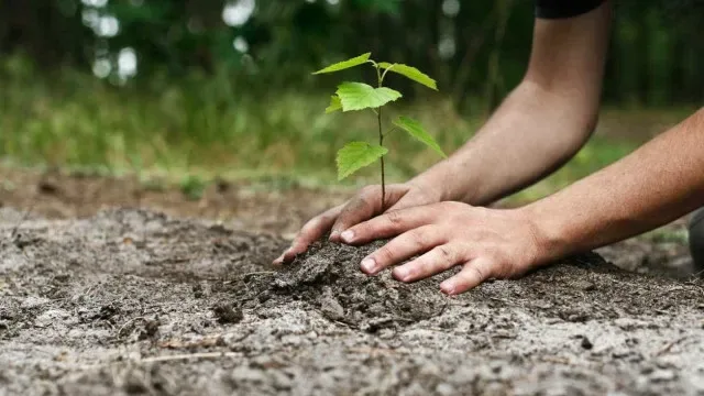 Organizações de ambiente querem plano de restauro da natureza mais claro