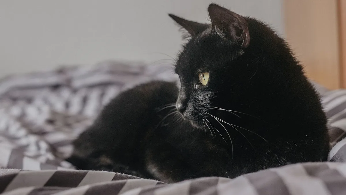 Carlos Gutiérrez, veterinario: "Los gatos negros suelen ser un tanto tímidos pero se relacionan mucho con sus propietarios"