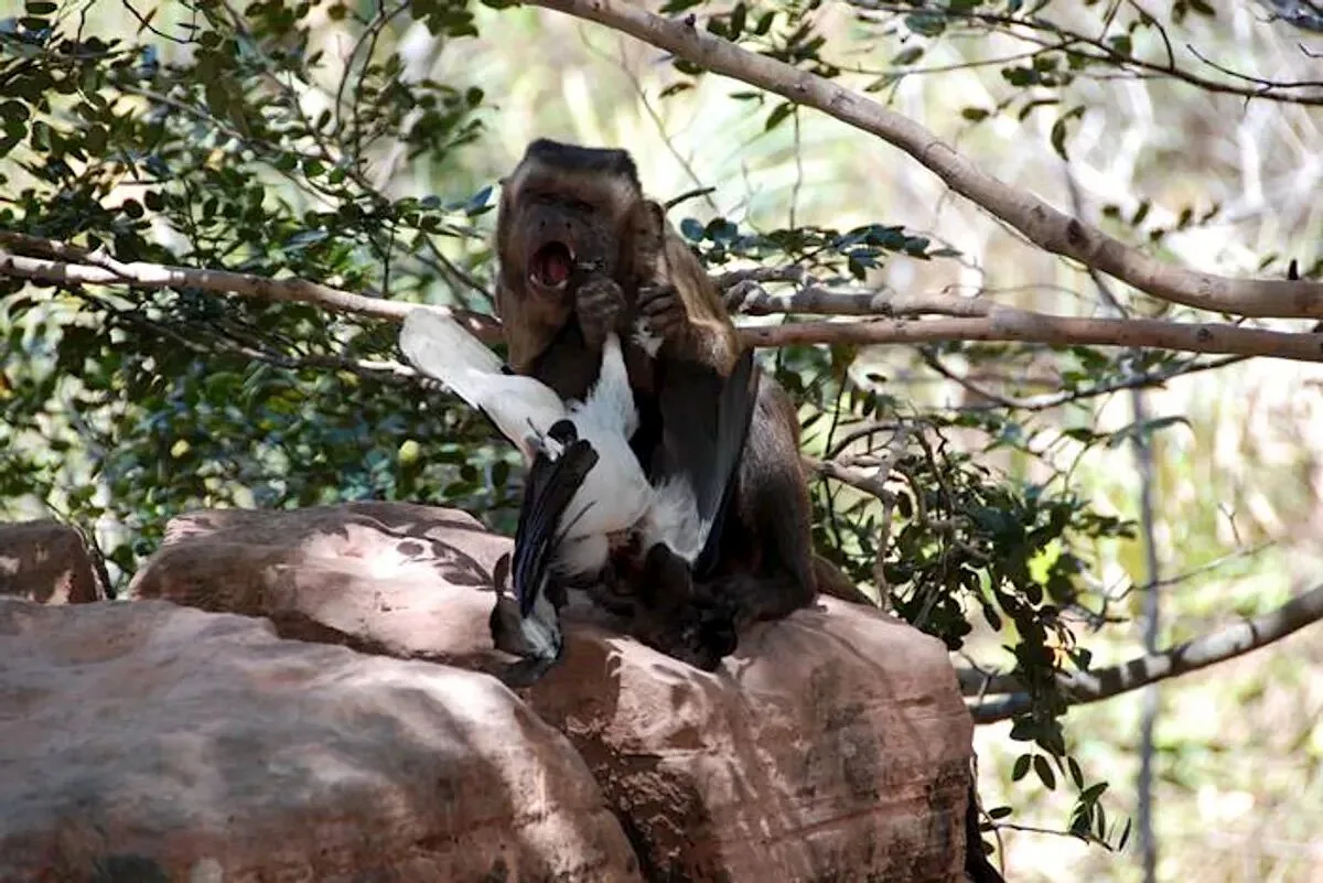 Quando falta fruta, os macacos caçam — e começam pelo cérebro